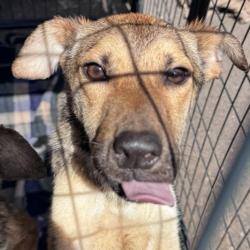 Shelter Stray Female Dog last seen Near Burnet, Escondido, CA, 92027, Escondido, CA 92027
