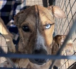 Shelter Stray Female Dog last seen Near Burnet, Escondido, CA, 92027, Escondido, CA 92027