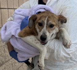 Shelter Stray Female Dog last seen Near Burnet, Escondido, CA, 92027, Escondido, CA 92027