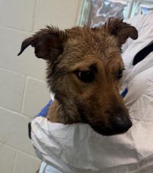 Shelter Stray Female Dog last seen Near Burnet, Escondido, CA, 92027, Escondido, CA 92027