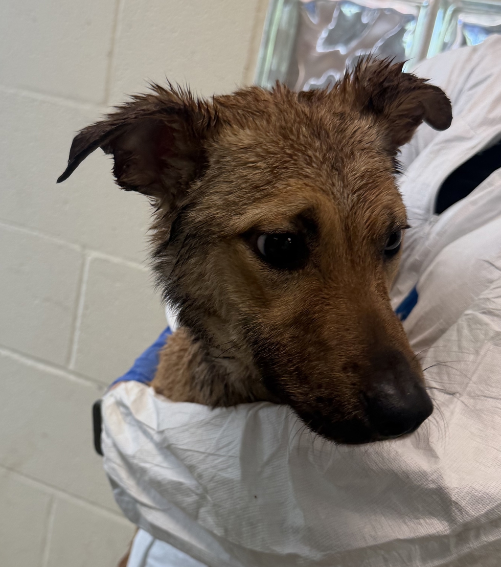 Shelter Stray Female Dog last seen Near Burnet, Escondido, CA, 92027, Escondido, CA 92027