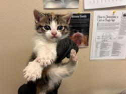 Shelter Stray Female Cat last seen Near Peach Grove Lane, Vista, CA, 92084, Oceanside, CA 92058