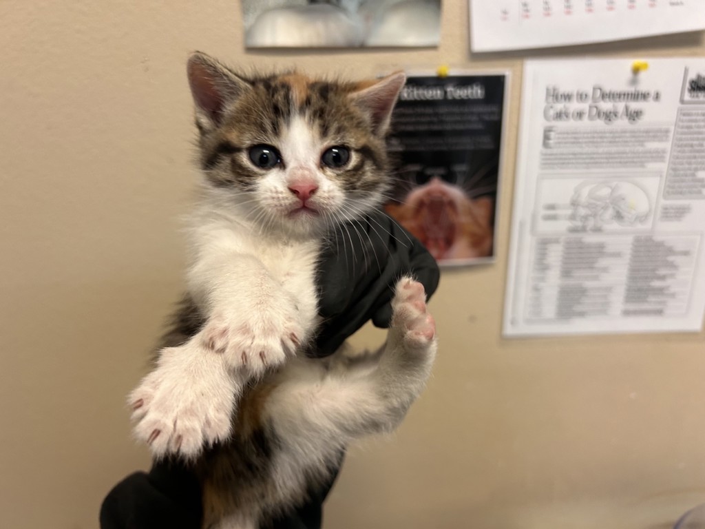 Shelter Stray Female Cat last seen Near Peach Grove Lane, Vista, CA, 92084, Oceanside, CA 92058