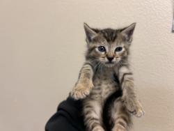 Shelter Stray Female Cat last seen Near Peach Grove Lane, Vista, CA, 92084, Oceanside, CA 92058