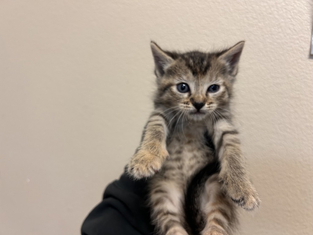 Shelter Stray Female Cat last seen Near Peach Grove Lane, Vista, CA, 92084, Oceanside, CA 92058