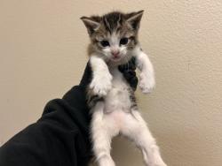 Shelter Stray Female Cat last seen Near Peach Grove Lane, Vista, CA, 92084, Oceanside, CA 92058