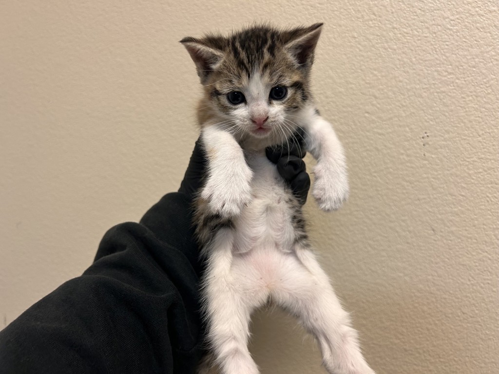 Shelter Stray Female Cat last seen Near Peach Grove Lane, Vista, CA, 92084, Oceanside, CA 92058