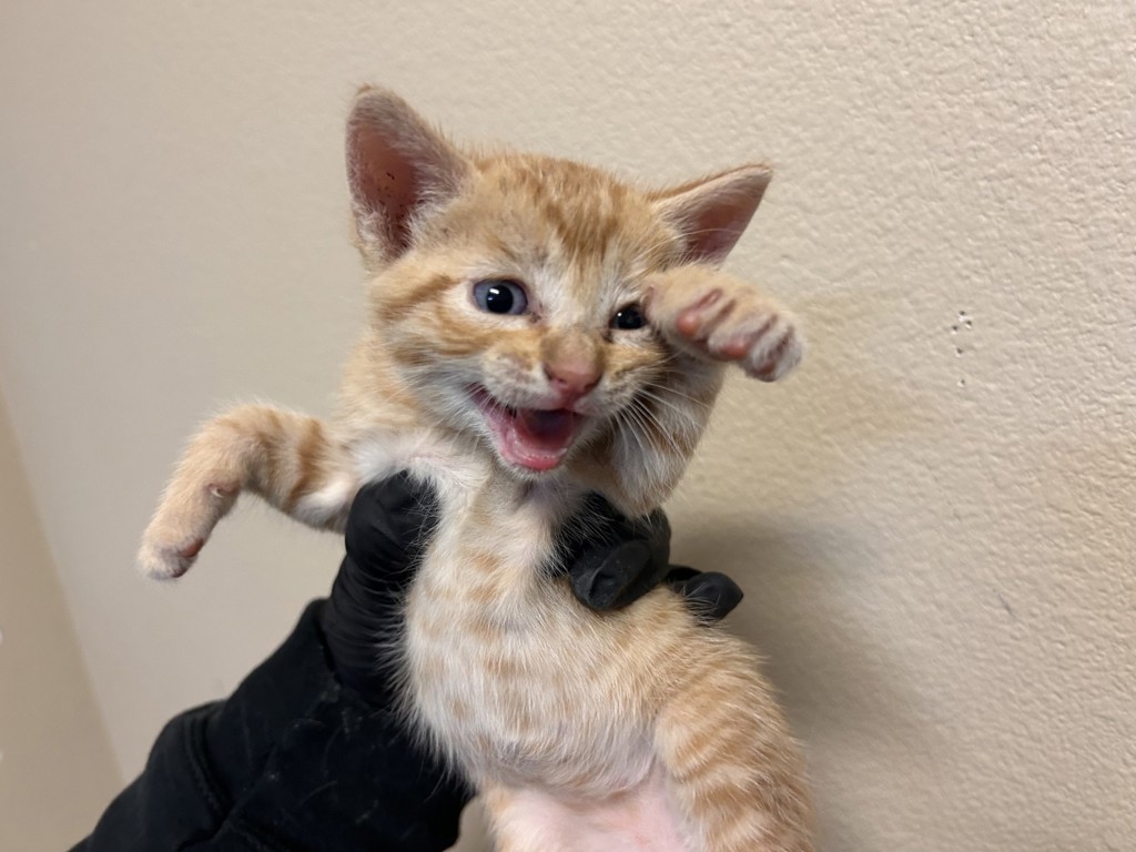 Shelter Stray Male Cat last seen Near Peach Grove Lane, Vista, CA, 92084, Oceanside, CA 92058