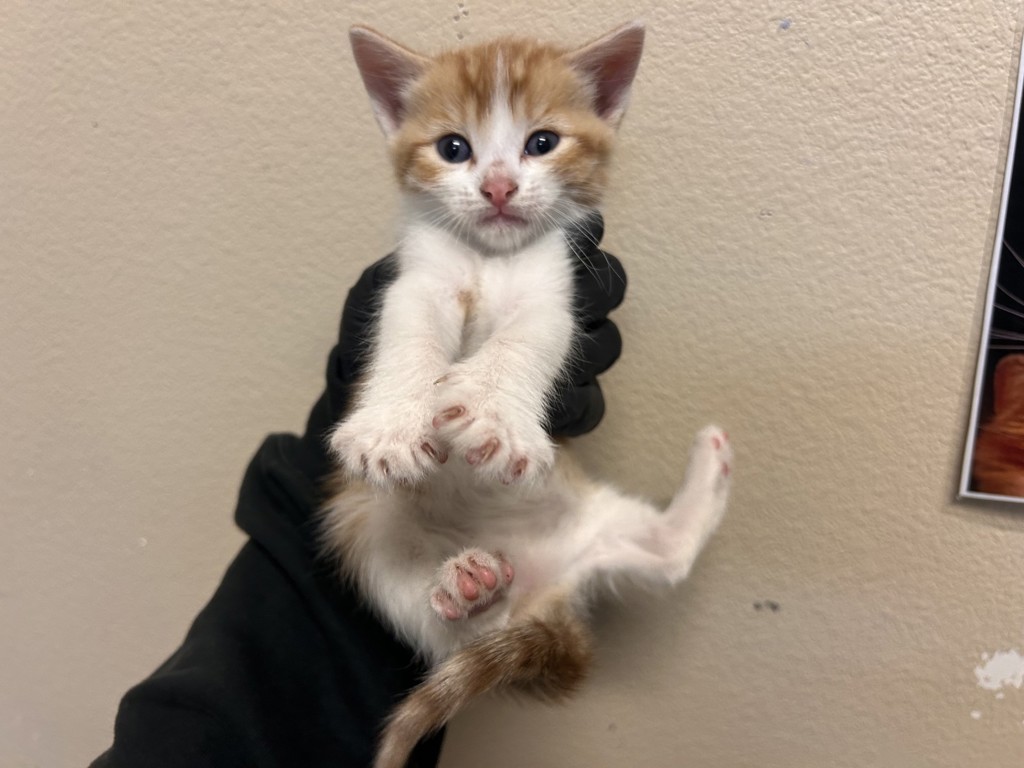 Shelter Stray Female Cat last seen Near Peach Grove Lane, Vista, CA, 92084, Oceanside, CA 92058