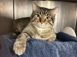 Shelter Stray Male Cat last seen Near E 149 Street, BRONX, NY, 10455, New York, NY 10029