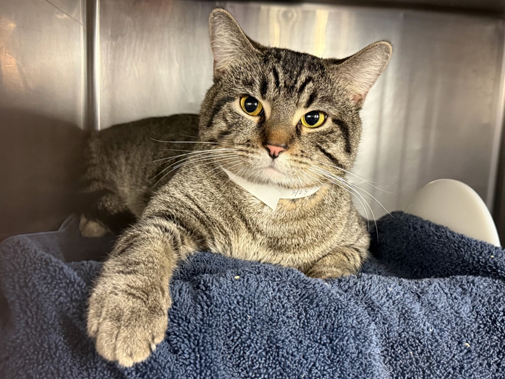 Shelter Stray Male Cat last seen Near E 149 Street, BRONX, NY, 10455, New York, NY 10029