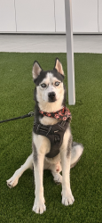 Reunited Male Dog last seen W 60th and halldale st , Los Angeles, CA 90047