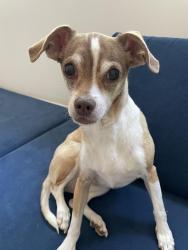 Reunited Female Dog last seen Adams Ave off of College and 76, Oceanside, CA 92057