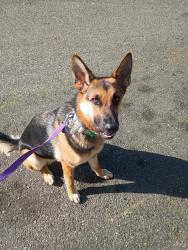 Lost Female Dog last seen Gibbs and hwy 27, Mica, WA 99023