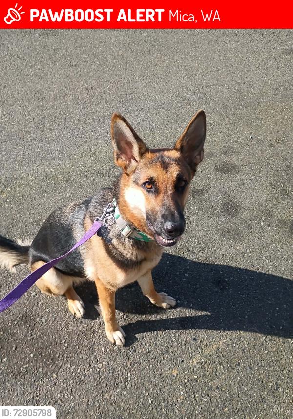 Lost Female Dog last seen Gibbs and hwy 27, Mica, WA 99023