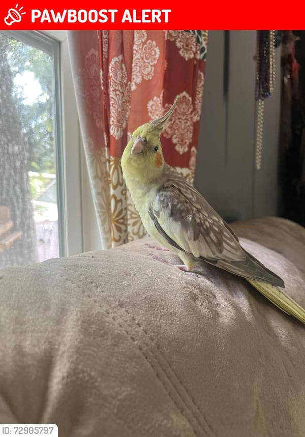 Lost Female Bird last seen Pinewood Village Neighborhood Near San Jacinto Elementary 1314&242 area, Montgomery County, TX 77302