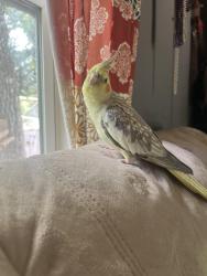 Lost Female Bird last seen Pinewood Village Neighborhood Near San Jacinto Elementary 1314&242 area, Montgomery County, TX 77302
