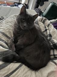 Reunited Female Cat last seen Half way between Pontiac trail and maple on decker , Walled Lake, MI 48390