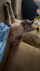 Reunited Male Cat last seen Oxford & Proudfoot, London, ON N6H 4S1