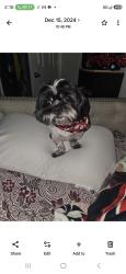 Reunited Male Dog last seen White Oak/6th , Houston, TX 77007