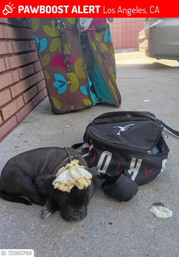 Lost Male Dog last seen Whitest and victory, Los Angeles, CA 91606