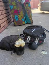 Lost Male Dog last seen Whitest and victory, Los Angeles, CA 91606
