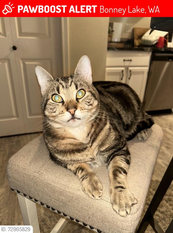 Lost Male Cat last seen Sky Island Drive, Bonney Lake, Bonney Lake, WA 98391