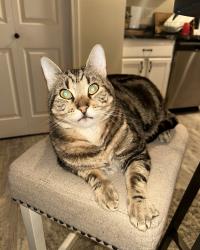 Lost Male Cat last seen Sky Island Drive, Bonney Lake, Bonney Lake, WA 98391