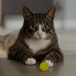 Lost Female Cat last seen Extended Stay America hotel near San Ignacio opposite a Storage business., San Jose, CA 95119