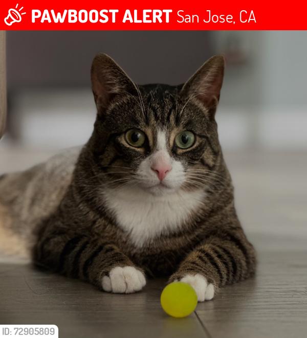 Lost Female Cat last seen Extended Stay America hotel near San Ignacio opposite a Storage business., San Jose, CA 95119