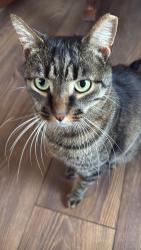 Lost Male Cat last seen South Price street Pottstown pa 19464 , Pottstown, PA 19464