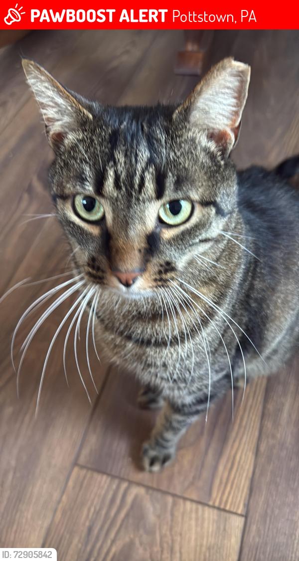 Lost Male Cat last seen South Price street Pottstown pa 19464 , Pottstown, PA 19464