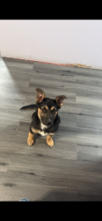 Reunited Male Dog last seen Byron St Corona CA, Corona, CA 92879
