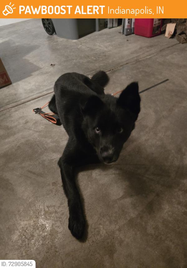 Found/Stray Male Dog last seen wheatstone ct, Indianapolis, IN 46221