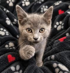 Shelter Stray Male Cat last seen , Warren, MI 48089
