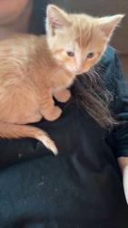 Lost Female Cat last seen Pauline , Columbus, OH 43224