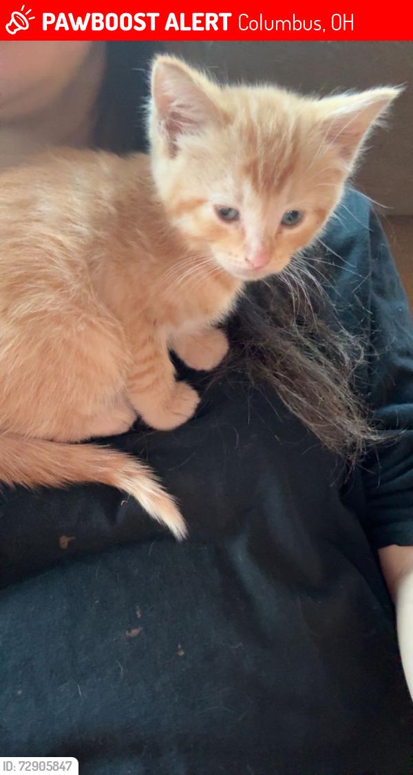 Lost Female Cat last seen Pauline, Columbus, OH 43224