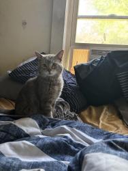 Found/Stray Male Cat last seen Millbury st, Worcester, MA 01607