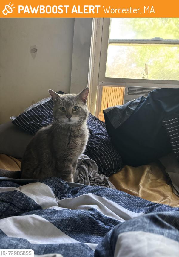 Found/Stray Male Cat last seen Millbury st, Worcester, MA 01607
