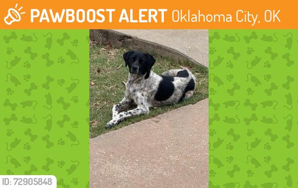 Found/Stray Male Dog last seen Bryant and Hefner, Oklahoma City, OK 73131