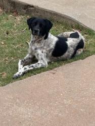 Found/Stray Male Dog last seen Bryant and Hefner, Oklahoma City, OK 73131