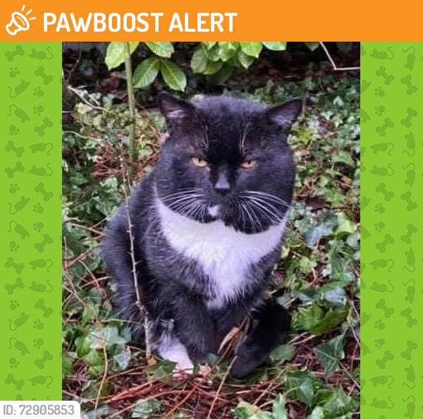 Found/Stray Male Cat last seen Sole Street, Gold Street, Round Street, Sole Street, England DA12 3AS