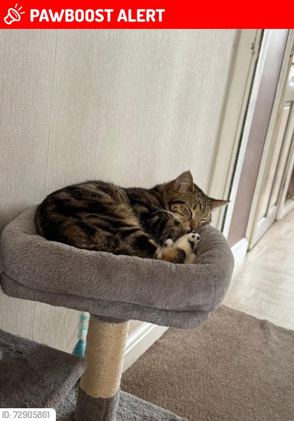 Lost Male Cat last seen Heath town park new cross, Heath Town, England WV10 0QQ