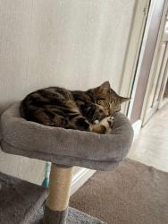 Lost Male Cat last seen Heath town park new cross, Heath Town, England WV10 0QQ