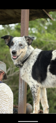 Lost Female Dog last seen By Bartlett rd and FM 529 by the Farm produce stand, Katy, TX 77493