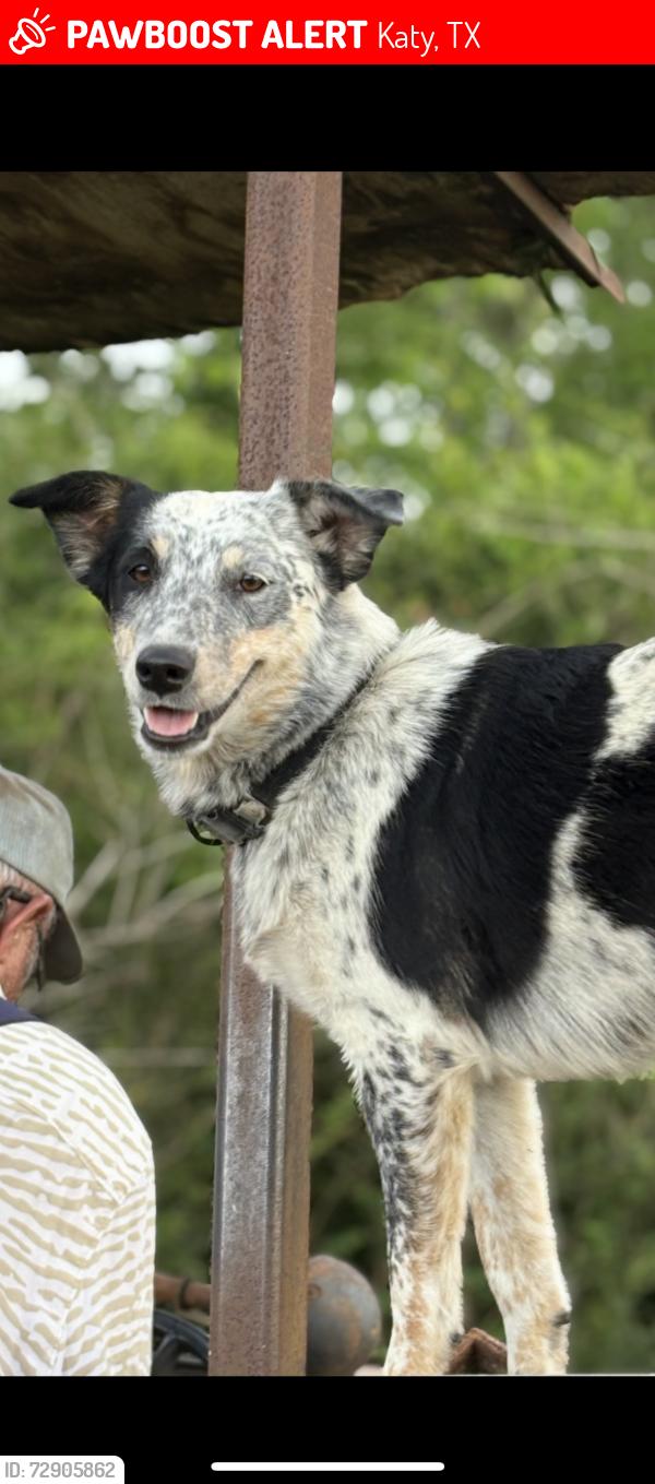 Lost Female Dog last seen By Bartlett rd and FM 529 by the Farm produce stand, Katy, TX 77493