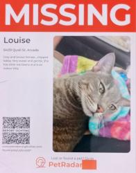 Lost Female Cat last seen Ralston park apmts , Arvada, CO 80004