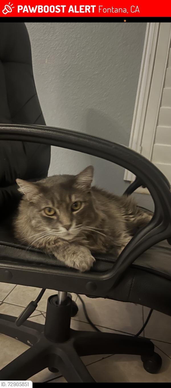 Lost Male Cat last seen Leather Leaf st (close of Poplar ave), Fontana, CA 92337