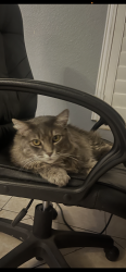Lost Male Cat last seen Leather Leaf st (close of Poplar ave), Fontana, CA 92337