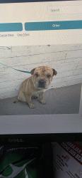 Found/Stray Male Dog last seen Over at the San Bernardino Animal shelter, San Bernardino, CA 92408